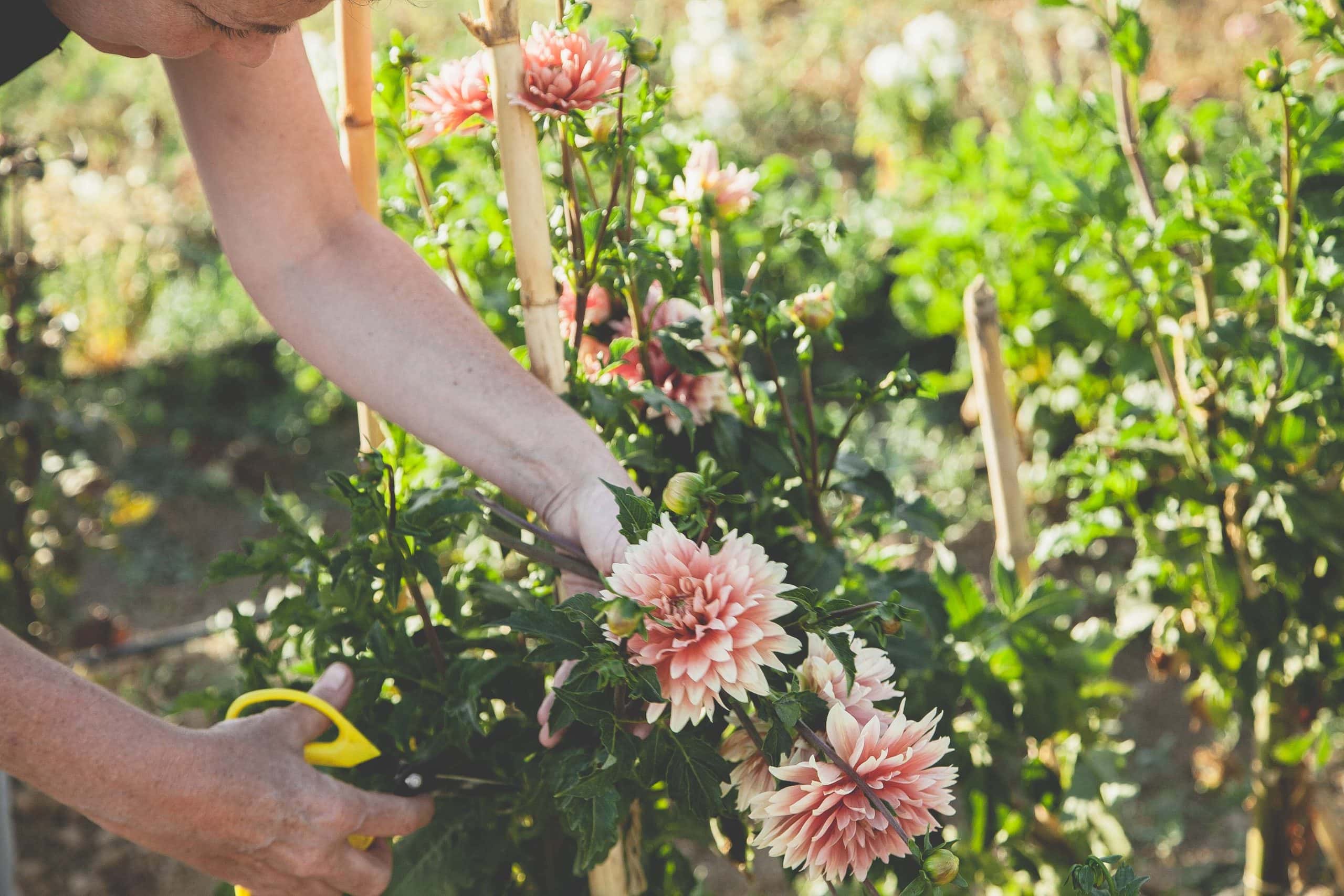Leticia cortando dalias de su granja de flores