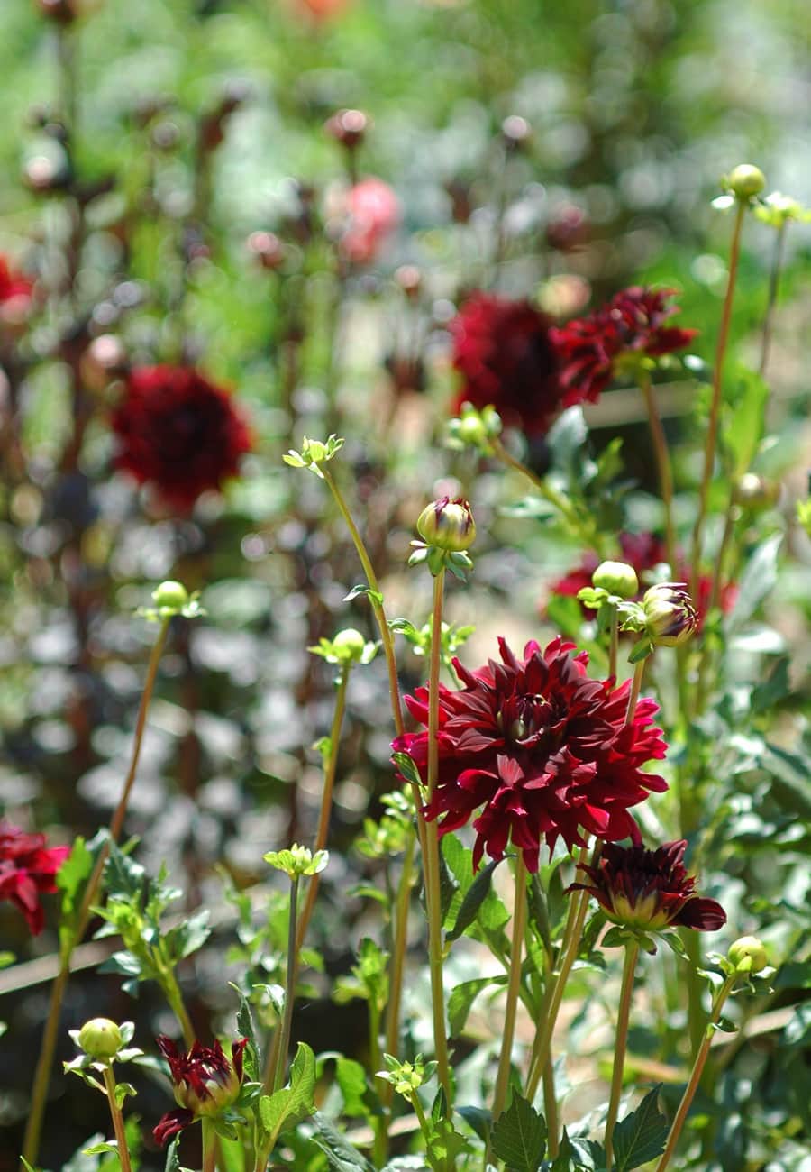 Dahlias rojas en la granja de R de la Fuente